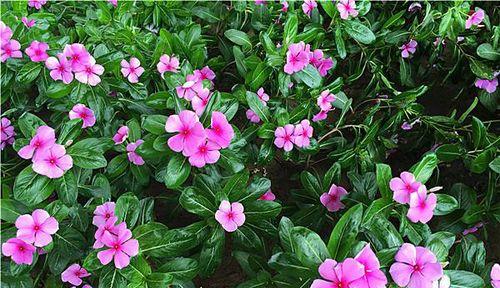 四季梅花语与寓意（美丽绽放的四季梅）