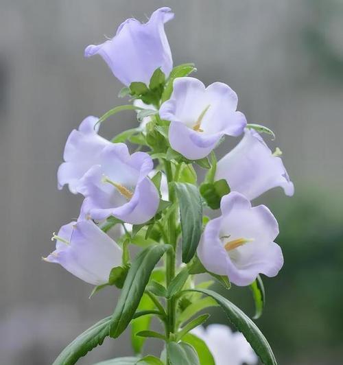 风铃草生长环境与特点（探究风铃草的生态适应性与生长习性）