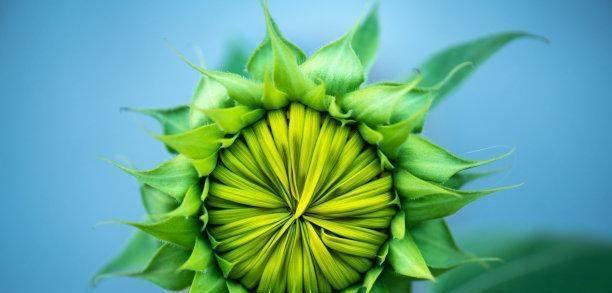 用桃子代表生肖的奥秘（揭开桃子象征生肖之谜）