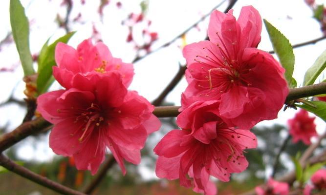 桃花的花语和寓意（桃花的寓意及传达的15个秘密信息）
