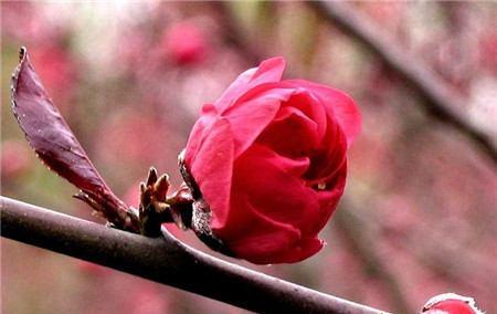 桃花花语与寓意——传递爱情与美好的象征（揭秘桃花的神奇花语与各种寓意）