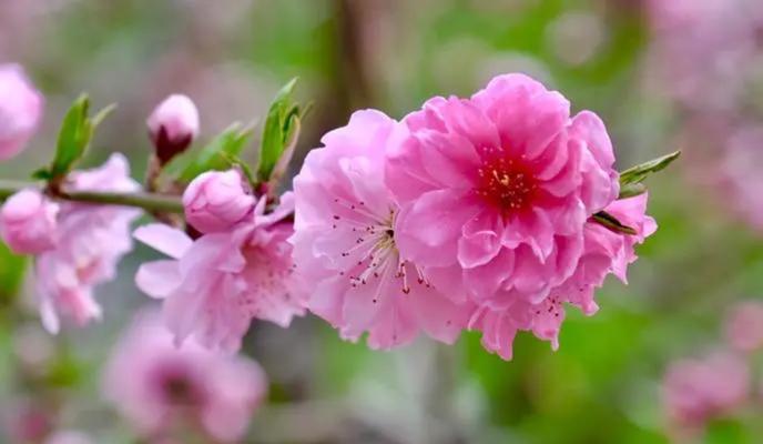 桃花的象征意义与寓意（桃花之美与人生的希望）