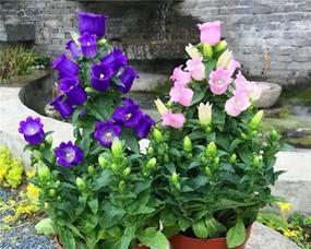 如何合理浇水风铃花（风铃花多久浇一次水）