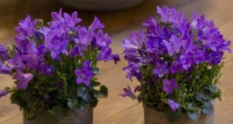 风铃花黄叶的处理方法（如何挽救风铃花的生命）