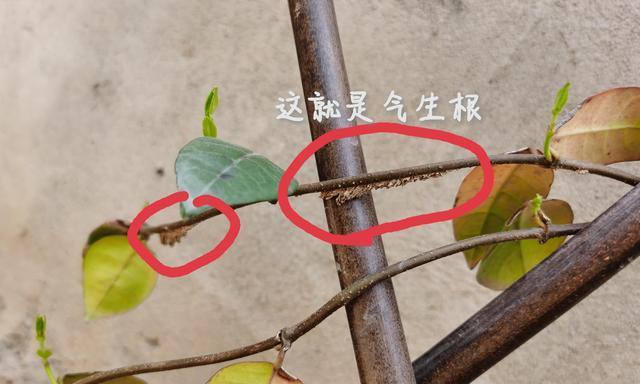风铃花黄叶的处理方法（如何挽救风铃花的生命）