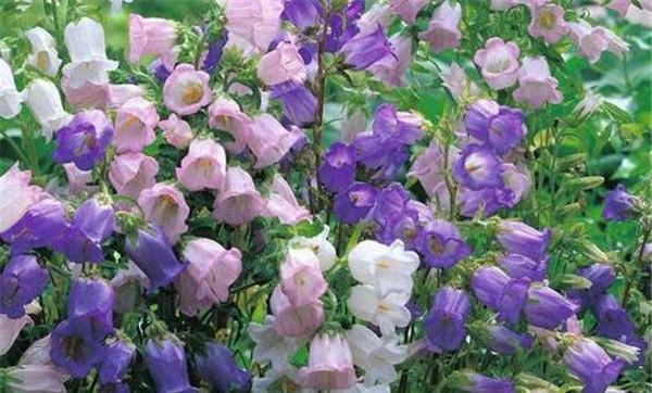 风铃花的养护方法（细节决定养护效果）