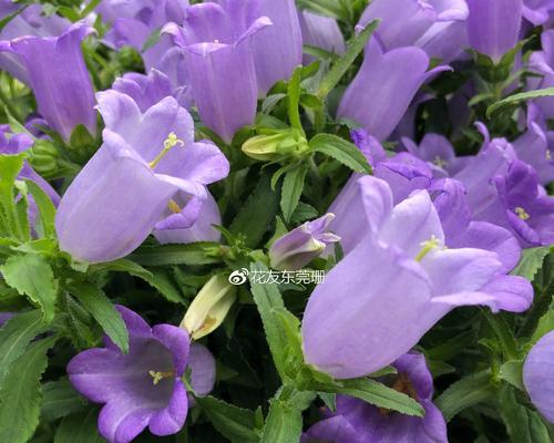 风铃花的养护方法（细节决定养护效果）