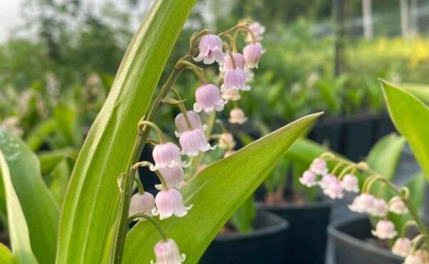 风铃花开花时间剖析（春夏交替）