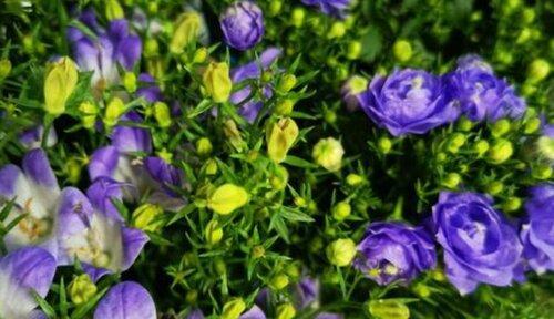 风铃花开花时间剖析（春夏交替）