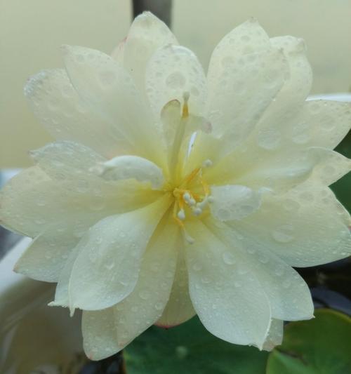 碗莲之美（探究碗莲花的含义与象征）