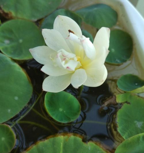 碗莲之美（探究碗莲花的含义与象征）