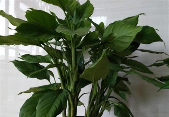 万年青的象征意义与寓意（探索万年青植物在文化）