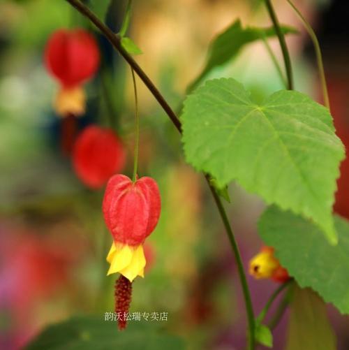 探讨风铃花的生命周期（多年生还是一年生）