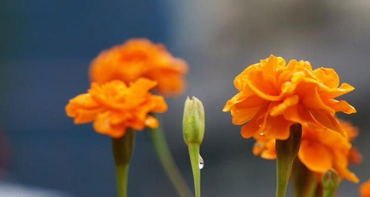 万寿菊的花语与寓意（探索万寿菊花语）