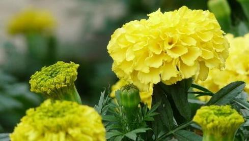 万寿菊的花语与寓意（探索万寿菊花语）