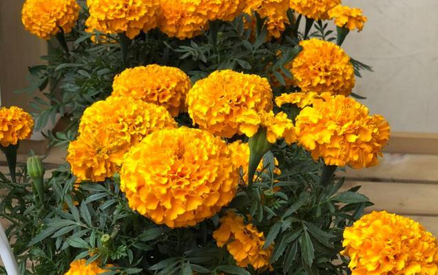 万寿菊的花语与寓意（探索万寿菊花语）