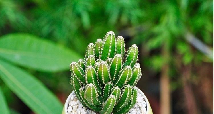 万重山开花的花语与寓意（神奇的万重山）
