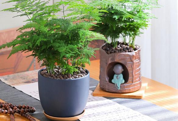 文竹的象征意义与寓意（探索文竹在文化传统中的独特地位）