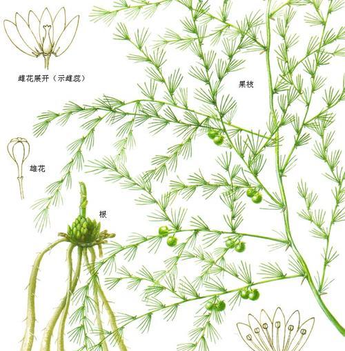 文竹花开的时节与寓意（揭秘文竹的花期及象征内涵）