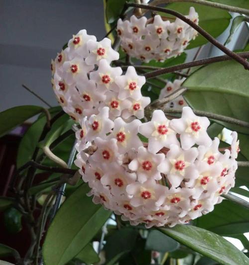 风铃花到底有没有香味（探寻风铃花的香气真相）