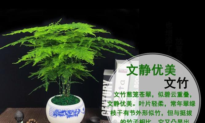 文竹花开的时节与寓意（揭秘文竹的花期及象征内涵）