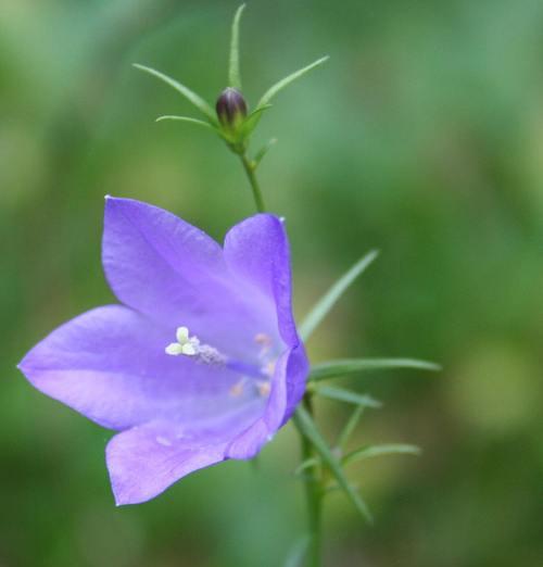 如何正确养护风铃花（一步步教你养好风铃花）