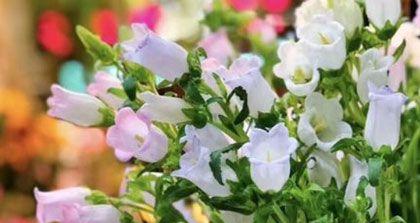如何正确养护风铃花（一步步教你养好风铃花）
