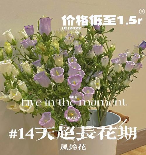 风铃花醒花秘籍（教你如何让风铃花绽放更美的花朵）
