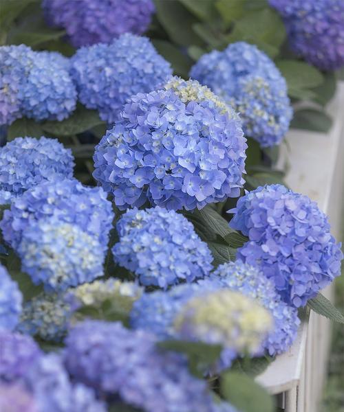 无尽夏的花语和寓意花语揭秘（一朵花的情感密码）