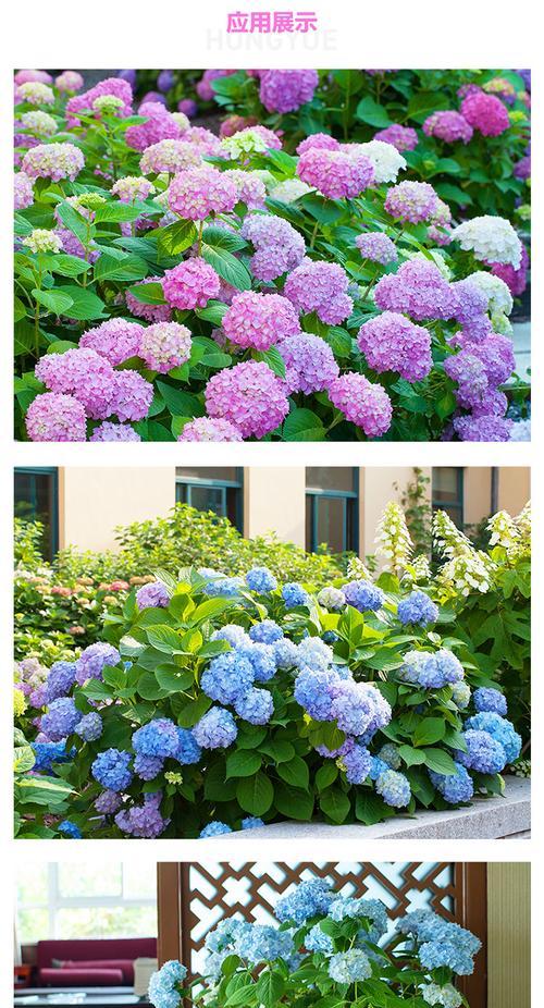 无尽夏的花语（以花语之言）
