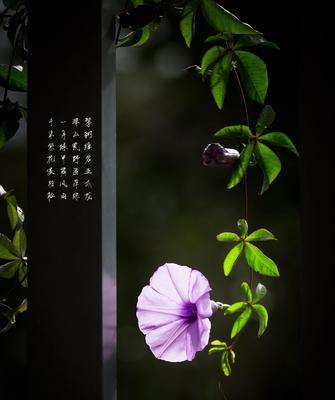 五瓣花的花语和寓意（探索五瓣花的美丽与神秘）
