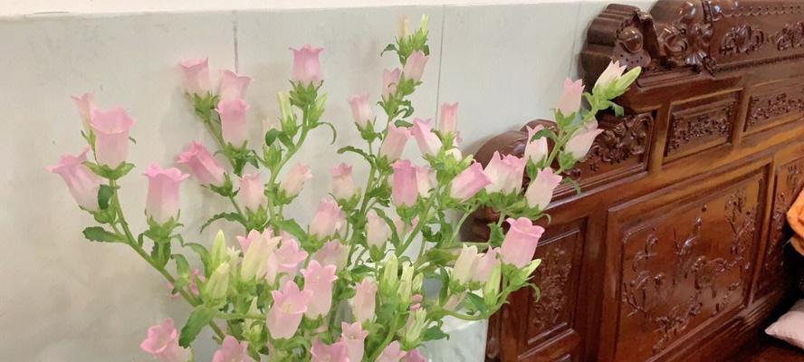 风铃子花语与代表意义（传递美好愿望的花朵）