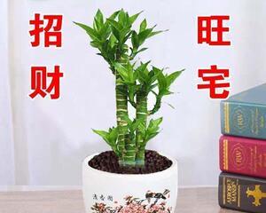 如何选择适合风水的盆栽植物（从叶色到形态）
