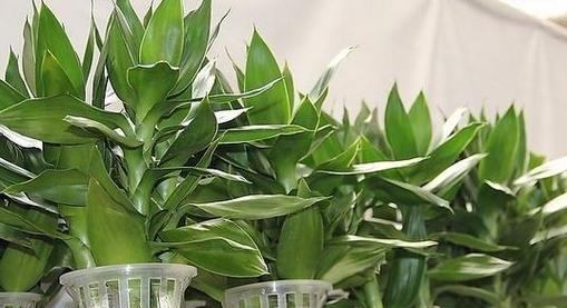 如何选择适合风水的盆栽植物（从叶色到形态）