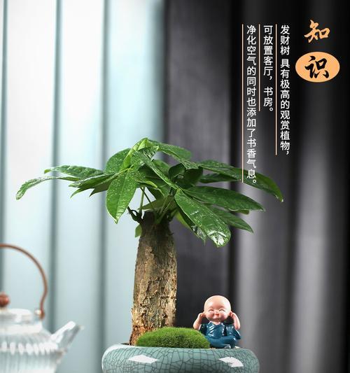 如何选择适合风水的盆栽植物（从叶色到形态）