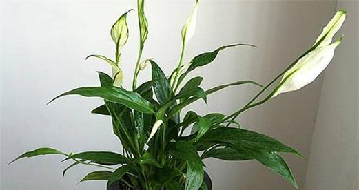 风水植物大全（从室内到室外）