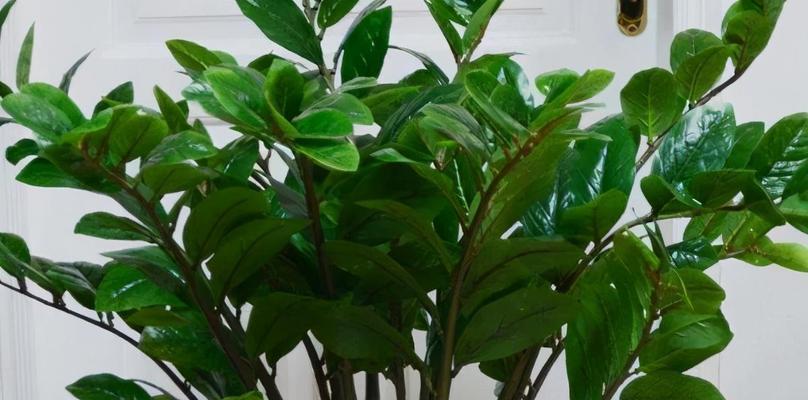风水植物大全（从室内到室外）