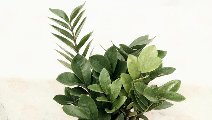 风水植物大全（从室内到室外）