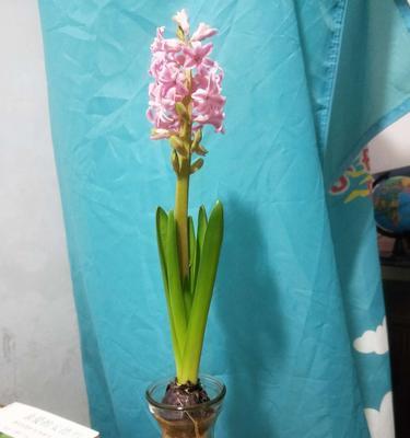 风仙子花的神奇功效（来自大自然的宝藏）