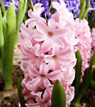 风信子的花语（解读风信子的意义和象征）