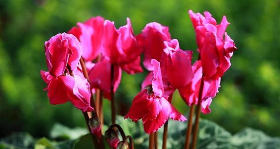 仙客来花的花语与寓意（盛放爱与美的仙客来花）