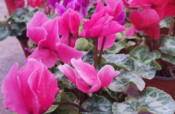 以仙客来花语与寓意（揭开花语的秘密）