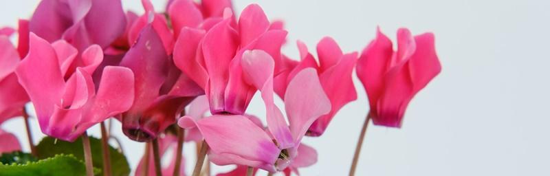 以仙客来花语与寓意（揭开花语的秘密）