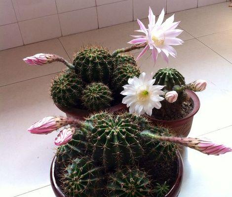 仙人球开花的神奇寓意（探索仙人球开花背后的意义及象征）