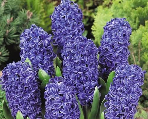 风信子开花时间及养护技巧（掌握风信子开花时间）