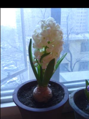 风信子开花时间及养护技巧（掌握风信子开花时间）