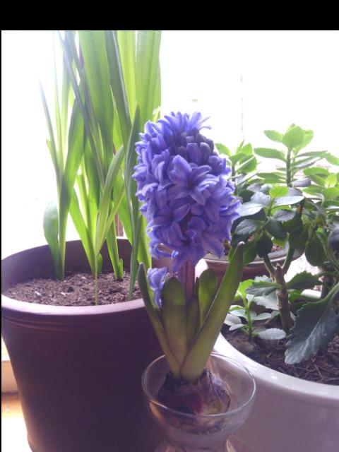风信子开花时间及养护技巧（掌握风信子开花时间）