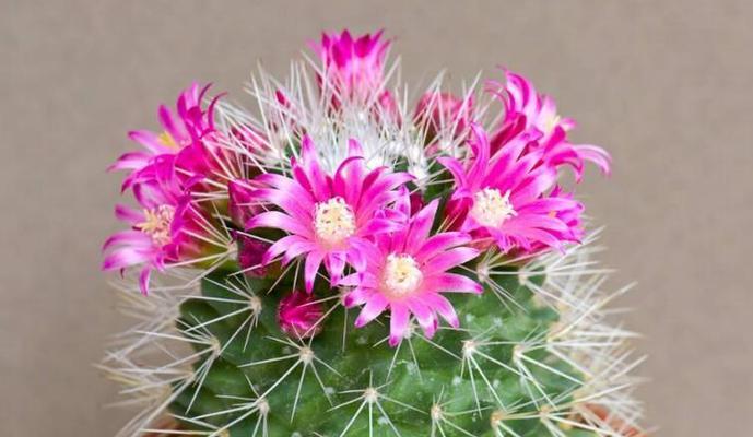 仙人掌花语（揭开仙人掌花的花语含义）