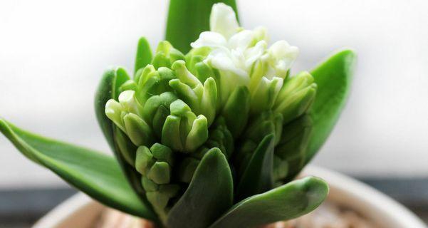 风信子的养护技巧（打造花坛中的绚丽盛景）