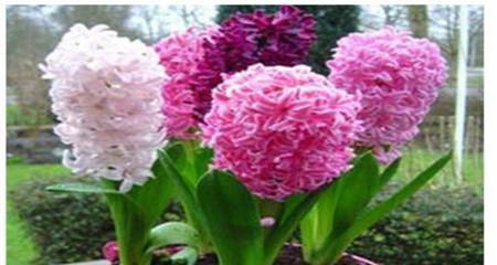风信子花期的长短及影响因素（探究风信子的花期长短）
